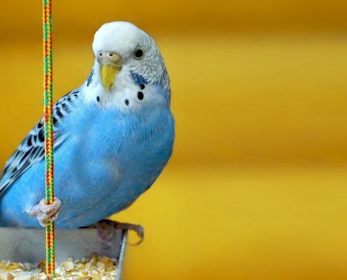 Muhabbet Kuşlarına Nasıl Eğitim Verilir?