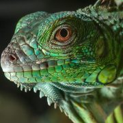 İguana Bakımı