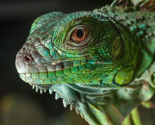 İguana Bakımı