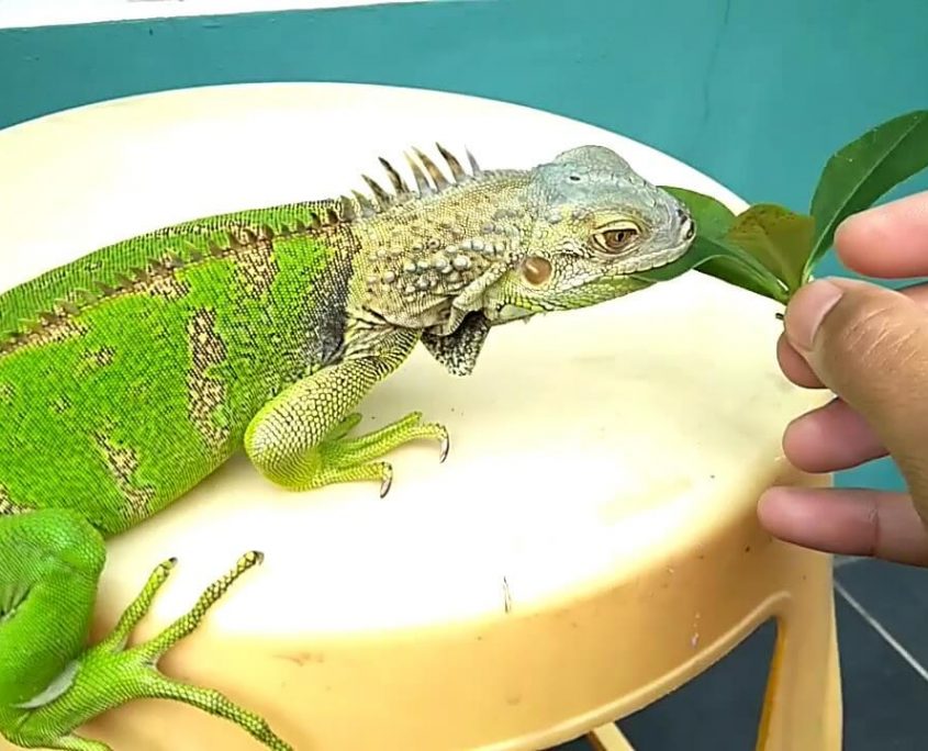 Evde İguana Nasıl Beslenir?
