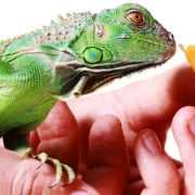 Evde İguana Nasıl Beslenir?