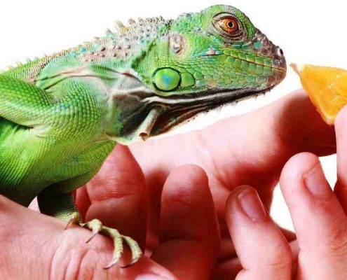 Evde İguana Nasıl Beslenir?