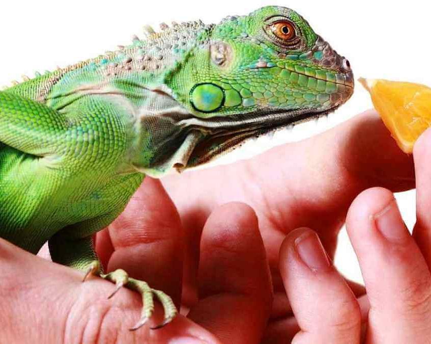 Evde İguana Nasıl Beslenir?