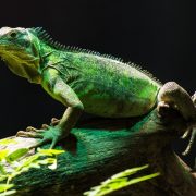 İguana Hastalıkları