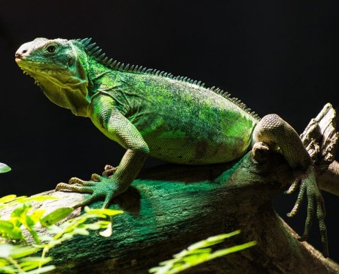 İguana Hastalıkları
