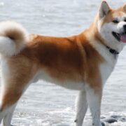 Akita inu 11