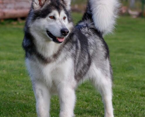 Alaska Kurdu 3 Alaska Kurdu 3