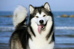 Alaska Kurdu Alaska Kurdu