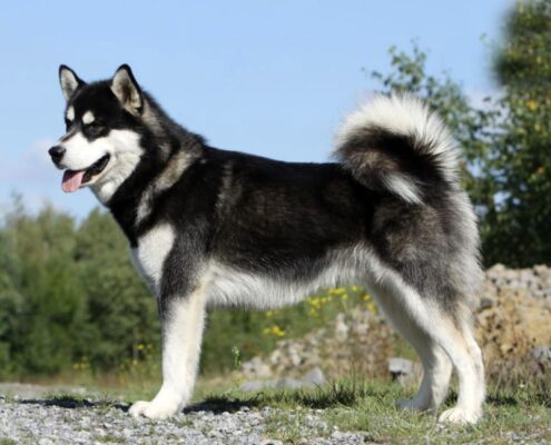 Alaska Kurdu 4 Alaska Kurdu 4