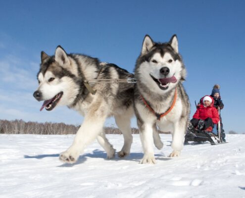Alaska Kurdu Fotoğrafları Alaska Kurdu Fotoğrafları