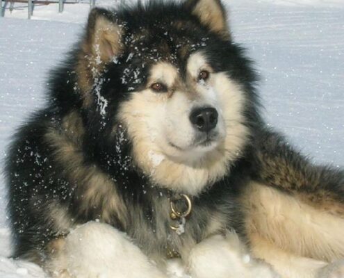 Alaska Kurdu Resimleri Alaska Kurdu Resimleri