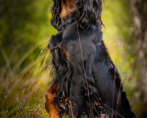 Gordon Setter 3