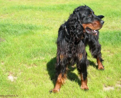 Gordon Setter 4