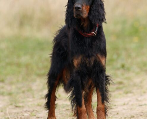 Gordon Setter 8