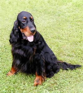 Gordon Setter Foto Galeri