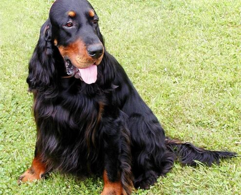Gordon Setter Foto Galeri