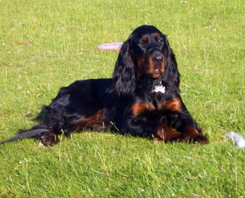 Gordon Setter Galerisi