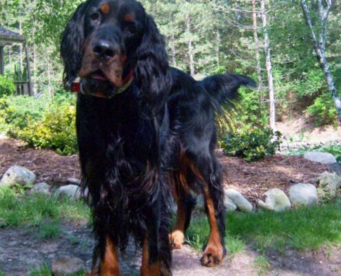 Gordon Setter Resimleri