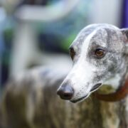 Greyhound Resimleri