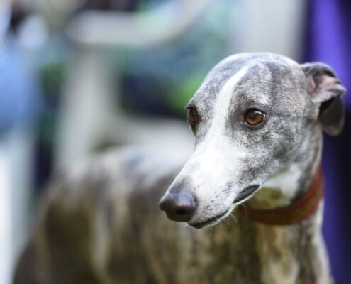 Greyhound Resimleri