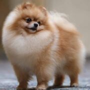 Pomeranyalı 4