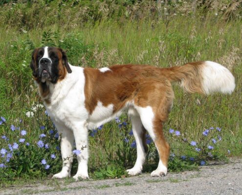 Saint Bernard 3