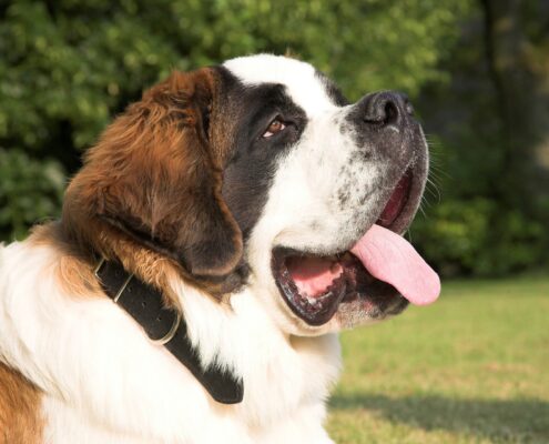 St. Bernard Foto Galeri