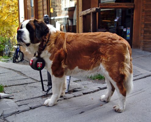 St. Bernard