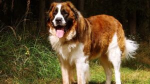 Saint Bernard 9