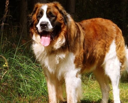 Saint Bernard 9