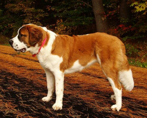 Saint Bernard Foto Galeri
