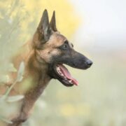 Belçika Malinois