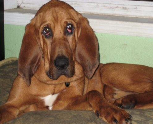 Bloodhound Resimleri