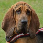 Bloodhound