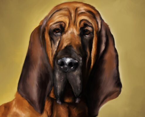 Bloodhound Resimleri