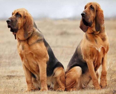 Bloodhound Resimleri