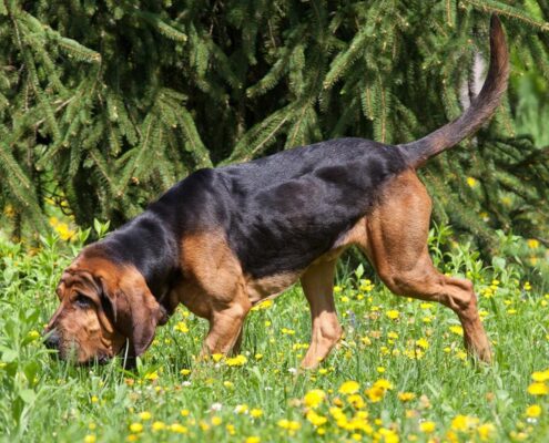 Bloodhound Foto Galeri