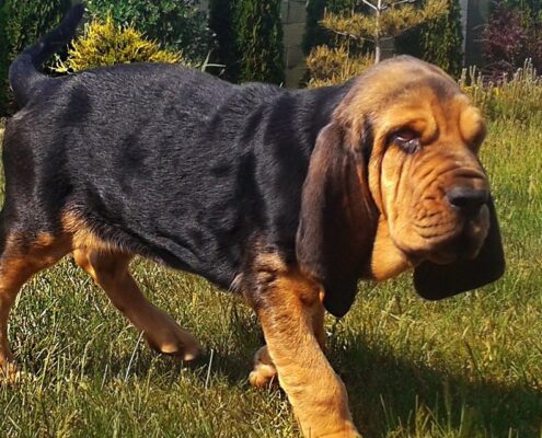 Bloodhound Galerisi