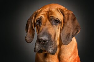 Bloodhound Wallpaper
