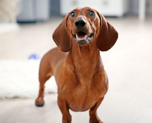 Dachshund 2