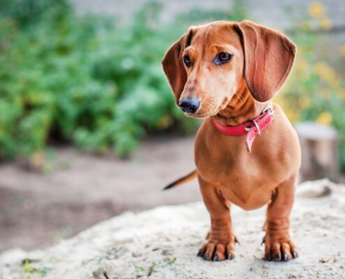 Dachshund 4