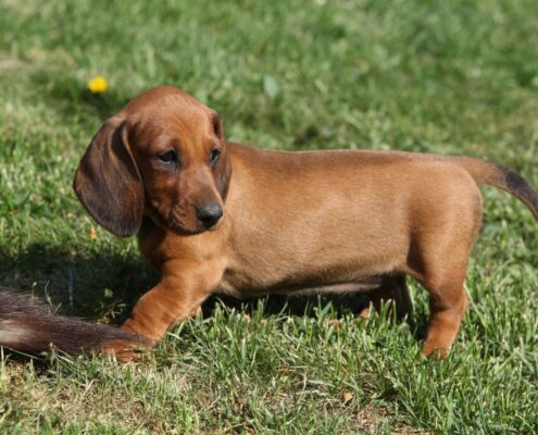 Dachshund 5