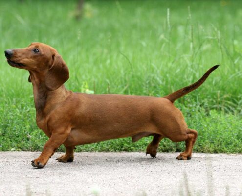 Dachshund 6
