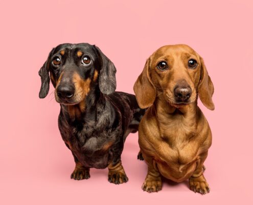 Dachshund 7