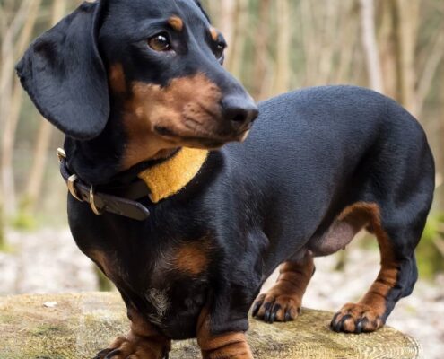 Dachshund Resimleri