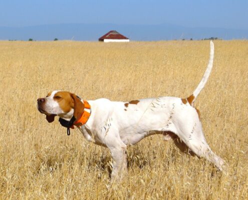 Pointer 2 Pointer 2