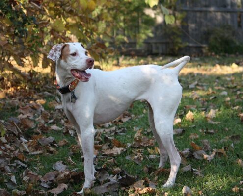 Pointer 3 Pointer 3