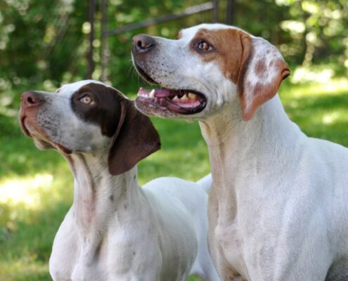 Pointer 6 Pointer 6