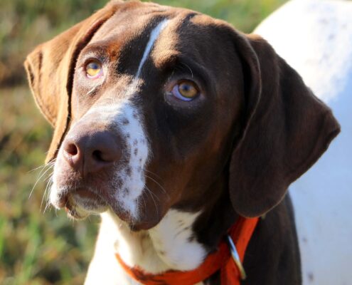 Pointer 8 Pointer 8
