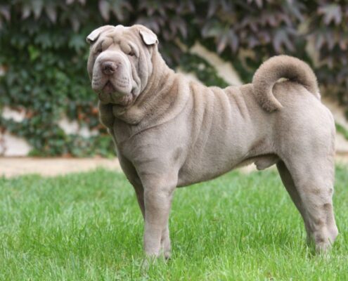 Çin Shar Pei